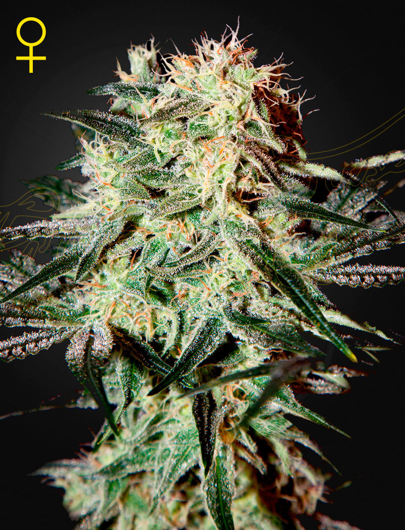 Arjan's Strawberry Haze - Green House Seeds