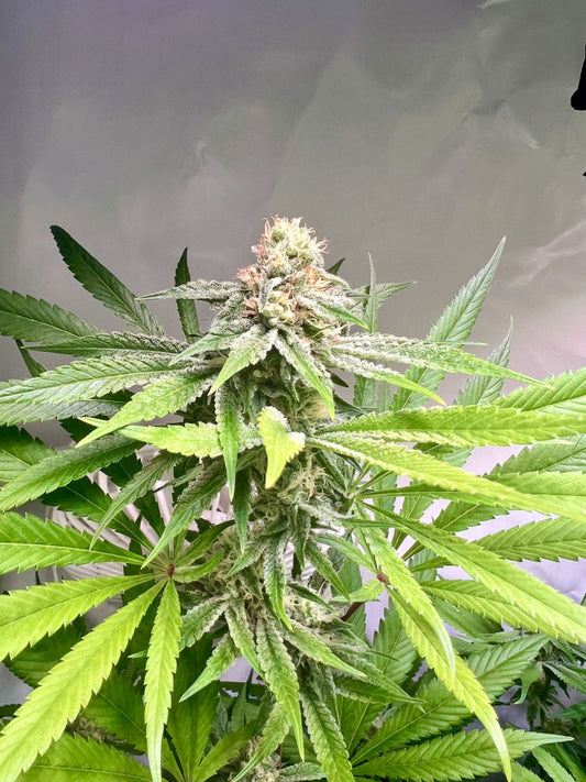 Platinum Jelly x Slurricane23 - In House Genetics