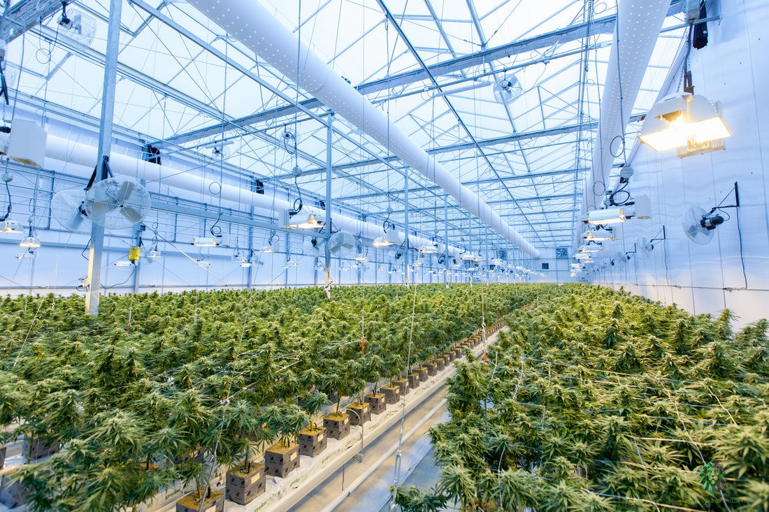 Indoor vs. Outdoor Cannabis Grow: Vor- und Nachteile im Vergleich