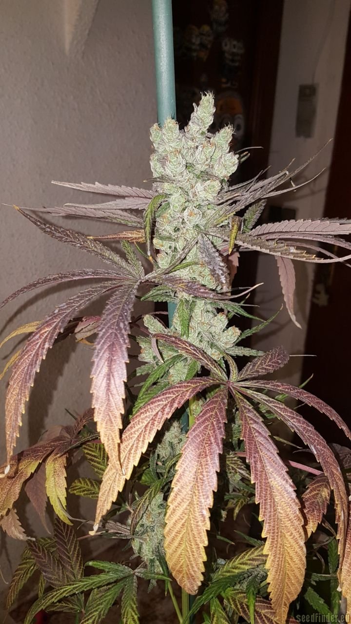 Zombie Kush - Ripper Seeds